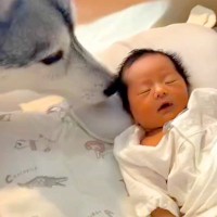 赤ちゃんが生まれる前から近くにいた大型犬→誕生後も一緒に育って…愛おしすぎる『1年間の成長記録』が21万再生「素晴らしき兄弟愛」「最高」