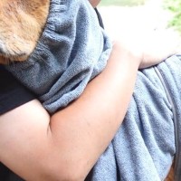 川で元気に遊んだ大型犬→2時間後、疲れて眠たくなってしまい…帰り際の『赤ちゃん過ぎる光景』に絶賛「癒される」「すべてが可愛くて涙出た」