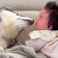 赤ちゃんがぐずりだしてしまった結果→すぐ隣にいたハスキー犬が…泣き止ませるために見せた『神対応』が248万再生「素敵」「愛情たっぷり」