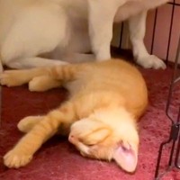 子猫に自分のお部屋を取られてしまった犬→『私の場所なのに』と戸惑って…なんとも言えない『表情』が11万再生「目で訴えてて草」「顔ｗｗ」