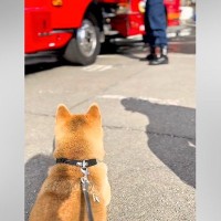 『消防署』が大好きで、いつも離れて訓練を見ていた犬→気づいてくれた『憧れの消防士さん』が…尊すぎる『やり取り』に反響「帰りたくないよね」