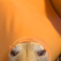ふとクッションを見たら、なぜか『犬』が中に入り込んでいて…別の生物のような『まさかの光景』が17万再生「新幹線で草」「かぼちゃの妖精ｗ」