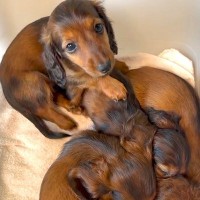 みんなで寝ている赤ちゃん犬→1匹起きたので、こっそり遊んでいたら…とんでもなく尊い『連鎖する光景』が23万再生「破壊級の可愛さ」「天使」