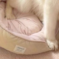 猫のために買った『小さなベッド』→なぜか大型犬が気に入って…サイズ感がバグっている『まさかの光景』が15万再生「爆笑ｗ」「傾いてて草」