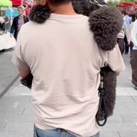 『歩くの疲れた』とワガママを言う大型犬→仕方なく抱っこして…すれ違ったら二度見する『人間のような光景』が61万再生「子供みたいｗｗ」