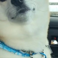 車の助手席に座る犬に『病院行くよ』と伝えた結果→わかりやす過ぎる『表情の変化』が41万再生「ぎゅってしたい」「テンションただ下がりｗ」