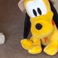 『ぬいぐるみと同じ座り方』をする犬→心配になり、病院へ連れて行ったら…医師から告げられた『まさかの診断結果』に反響「可愛すぎｗ」「個性」