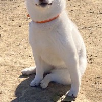ドッグランに遊びに来た子犬→『全然走らないな』と思い、顔を見たら…まさかの『ドヤっている表情』に18万いいね「満足げで草」「最高すぎる」