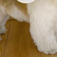 生まれて初めて『地震』を経験した犬→驚き大慌てしてしまい…まさかの行動に大反響「ごはんは大事だもんねｗ」「たまらん可愛さ」と214万表示