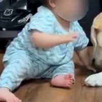 赤ちゃんが『自分より大きな大型犬』と暮らした結果→完全に飼いならして…本当の兄妹のような『微笑ましい光景』に反響「優しい世界」「癒やし」