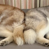 眠っているハスキー犬2匹を撮影した結果→おしりをぴったりくっつけて…まさかの『美しすぎる一枚』に1万いいね「可愛い」「完璧なシンメトリー」