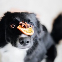 犬に『香辛料』が絶対NGな理由3つ　食べてしまうとどうなるの？身体への悪影響とは