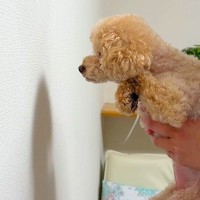 『賢い犬は壁に手をつく』と聞いたので、愛犬で試した結果→思わず笑ってしまう光景が107万再生「可愛すぎるｗ」「すべてを受け入れてるの草」
