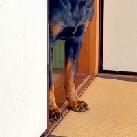 『和室に入ってはいけない』と教えられた犬→『ちゃんといるかな』と毎回確認しにきて…入室を許可したくなる光景が10万再生「しつこくて可愛い」