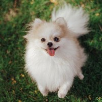 犬が飼い主に『伝えたい』と思っていること5選　見逃したくない愛犬からのメッセージとは？