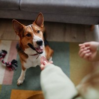 犬の『集中力』を高めるコツとは？今日からできる簡単なトレーニング方法までご紹介