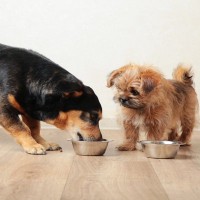 犬の『多頭飼い』に最も適したタイミングとは？2匹目を迎えるメリット・デメリットまで