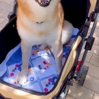 お散歩が大嫌いな犬を『カートに乗せてみた』結果→『嫌がるかな』と思いきや…予想外の反応が44万再生「文句言ってたのにｗｗ」「笑顔が最高」