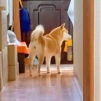 玄関で犬が吠えたので叱った結果→『すぐ部屋に戻ってくる』と思いきや…子供のような『愛おしい反応』に反響「可愛らしい目」「悲しいもんねｗ」