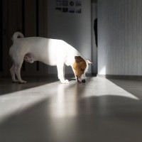 犬が『家の床を舐める』理由5つ　執拗にペロペロする心理や止めさせるための対処法まで