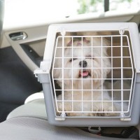 犬を連れて『帰省』するときの注意点5つ　愛犬と長距離移動する場合に必要な事前準備とは？