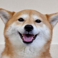犬が『ヒコーキ耳』になっているときの心理5つ　耳の動きからわかる感情の変化とは？