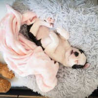 犬が『リラックス』できる環境とは？居心地のいい空間を作るコツや今日からできる工夫まで