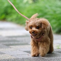 犬の『歩き方』でわかる心理4つ　不安な気持ちを読み取る方法や注意すべき歩行の仕方まで