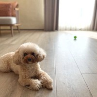 犬に『フローリング』は危険なの？滑りやすい床が引き起こすケガや事故とは？