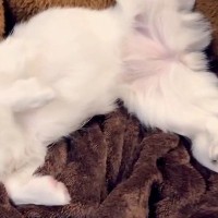 お散歩が苦手な犬に『行くよ』と声を掛けた結果→状況を察して…小さな子供のような『抵抗の仕方』が13万再生「降参ポーズｗ」「なんて可愛い」