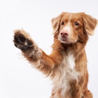 犬が『飼い主を呼んでいる』ときにみせる行動3つ　アピールしてくる理由や注意点まで