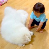 子どもが超至近距離で『大型犬においでと言った』結果→意思疎通が取れず…まさかの『シュール過ぎる光景』が255万再生「たまらん」「可愛い」