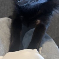 生まれて初めて『セミの鳴き声』を聞いた子犬→驚いてしまって…犬生一周目すぎる『迫真の表情』に3万いいね「知らないとビックリだよねｗ」