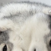 2匹のハスキー犬が『ぴったりくっつき過ぎた』結果→完全に一体化して…『衝撃的な光景』に13万いいね「境目がわからんｗｗ」「一瞬ビビった」