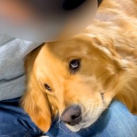 父が帰ってくると『撫でて！』と大喜びする大型犬→母の場合は…理不尽すぎる『お出迎えの違い』に爆笑「めちゃ可愛い」「どんまいですｗｗ」