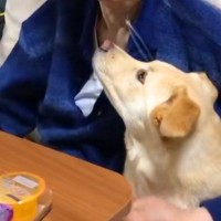 小さな頃から『おじいちゃんっ子』の犬→突然『おじいちゃんに会いたい』とワガママを言って…涙溢れる『最期の挨拶』が14万再生「わかってたんだ」
