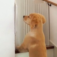 立ち入り禁止の2階に行きたがる子犬→階段に『バリケード』を設置した結果…思っていたのと違う展開に反響「めっちゃ笑ったｗ」「大物の予感」