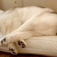 『今日は病院の日』と察した大型犬→文句を言いまくって…子どものように『抗議しまくる光景』が27万再生「こんなに話す？」「初めて見たｗ」