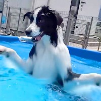 プールを見つけて大興奮する犬→『上手に泳げるかな』と思ったら…もはや犬とは思えない『衝撃的な泳ぎ方』が15万再生「バタフライｗｗ」と爆笑