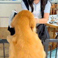 修学旅行から帰ってきた娘→再会した大型犬が『大喜び』しすぎて、当日の夜に…あまりにも尊い光景が14万再生「なんて幸せそう」「泣けてきた」