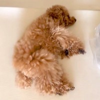毎日『犬のお腹を撫ですぎた』結果→近づいただけで…まさかの『横柄な態度』が58万再生「人検知センサーで草」「撫でさせてあげてるみたいなｗ」