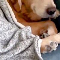 ママが帰ってくると『ニコニコの笑顔』でお出迎えする大型犬→娘の場合は…わかりやす過ぎる『表情の差』が45万再生「両方可愛い」「落差ｗ」