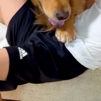 サッカーの練習に行こうとする男の子→大型犬が『行かないで』と抗議して…あまりにも強引な『引き止め方』が13万再生「寂しいんだ」「可愛すぎ」