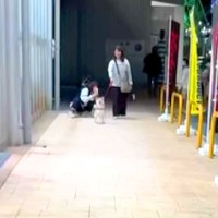 帰国すると、毎回『実家の犬』が迎えにきてくれて…気づいた瞬間の『盛大すぎるおかえりなさい』が尊いと22万再生「愛しくてたまらん」「涙出る」
