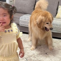 2歳の女の子が柴犬におもちゃを奪われ『大泣きした』結果→状況を察した大型犬が…人間のような『まさかの光景』が25万再生「空気読んでる」