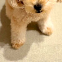 深夜、赤ちゃんに授乳すると『眠っていた犬』が毎回起きてきて…愛おしすぎる『付き添いの表情』に9万いいね「なんて優しいの」「最高に可愛い」