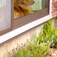 大型犬に留守番させた結果→『帰りを喜んでくれるかな』と思ったら、窓際で拗ねていて…わかりやす過ぎる『表情』が79万再生「人間みたいで草」