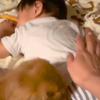 預かっていた『2歳の甥っ子』を連れて帰ろうとした結果→犬が『お別れしたくない』と訴えて…必死すぎる『抵抗』が22万再生「大好きなんだね」