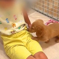 赤ちゃん犬を飼って1週間後→『4歳の息子』に懐きすぎてしまい…反則級な『尊すぎるやり取り』が27万再生「大好きなんだね」「癒される…」