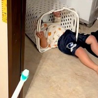 2歳の女の子が『絶対に歯みがきしない』と駄々をこねていたら、大型犬が…情報量が多すぎる『カオスな光景』が269万再生「全員可愛いｗｗ」